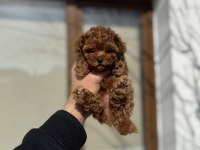 KORE TOY POODLE YAVRULARI