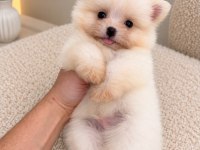 Pomeranian Teacup Bebeğimiz 
