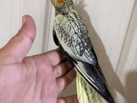 50 Günlük Kusursuz Pearl Sultan Papağanı Bebek