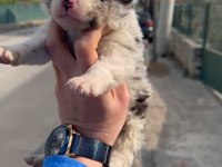 Blue Merle border collie