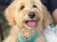 1 yaşında maltipoo yaramaz olduğu için bakamıyoruz