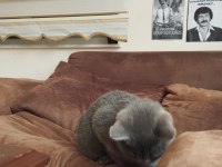British shorthair tüm eşyaları yanında verilecektir
