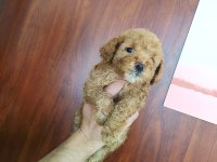 POODLE YAVRULARI ÜCRETSİZ DEĞİLDİR