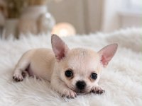 Mini Boy WC Eğitimli Chihuahua
