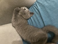 Yavru british shorthair erkek yavru