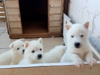 ANNE ALTINDAN SÜT BEYAZ ERKEK HUSKY YAVRULAR