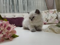Güzel Bebek Kedilerim