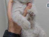 British shorthair kedisi