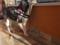 Sibirya kurdu ücretsiz sahiplendirilecektir