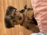 Köpeğimle anlaşamadığı için sahiplendirmek istiyorum