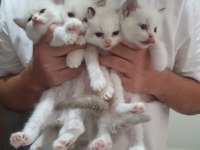 FULL ŞECERELİ SEAL VE BLUE BICOLOR RAGDOLL YAVRULARI