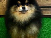 11 AYLIK TEDDY BEAR ERKEK POMERANİAN