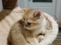Show kalite british shorthair golden by11 by12 yavrular