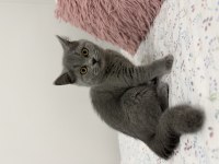 British shorthair 2 aylık dişi