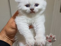 Dişi safkan british longhair