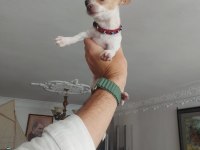 A Kalite Meksika Chihuahua (Şivava) Yavruları