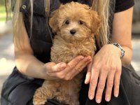 YURT DIŞI GİRİŞLİ MALTİPOO YAVRULAR