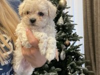 Maltipoo İle Evimize Neşe Katmaya Hazır mısınız