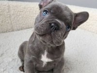 A kalite dişi erkek blue french bulldog yavrularımız