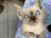 Blue erkek british shorthair oğlumuz
