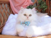 Krem rengi british longhair erkek yavru
