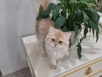 British longhair cy11 dişi