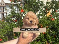 Toy Poodle Dişi Ve Erkek