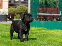 Dişi erkek cane corso kapıda ödemeli güvenli sistem