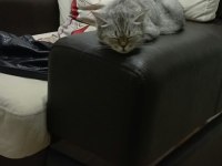 British shorthair dişi kedimiz