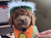 Yakışıklı oğlum Odin büyümeyen toy Poodle
