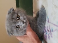 Veteriner kedilerinin safkan scottish fold yavruları
