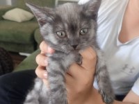 Kedi British shorthaır
