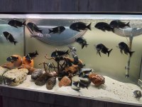 24 Adet Tropheus Duboisi Maswa