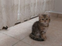 British Shorthair ve Scottish Fold Yavrular