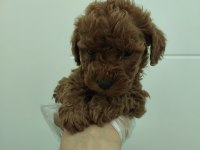 Red kore toy poodle bebekler