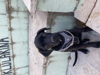 4 AYLIK CANE CORSO