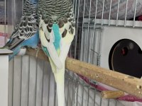 ŞOV JUMBO MUHABBET KUŞU