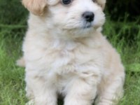 Maltipoo Safkan Köpeğimiz