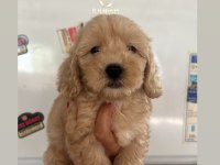 Muhteşem maltipoo bebekler