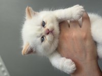 British Longhair Kedimiz Oyun Oynamayı Çok Sever