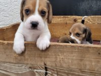 Beagle yavrularımız ırk garantilidir