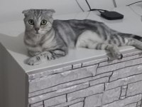 ACİL SAHİPLENDİRME SCOTTİSH STRAİGHT (2 YAŞINDA DİŞİ)