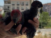 ECLECTUS PAPAĞANI BEBEKLER