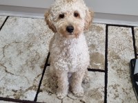 10 Aylık Poodle Sahibim Olurmusun
