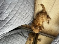 Toy poodle 3 aylık