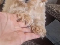 EV ÜRETİMİ MALTİPOO BEBEKLERİMİZ