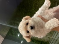 2 aylık dişi maltipoo