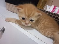 Çok sevecen british shorthair