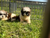 Süper kalite shih tzu yavruları