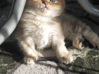 British Longhair Erkek